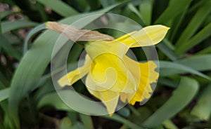 Yellow narcissus flowers on a green plantÂ background